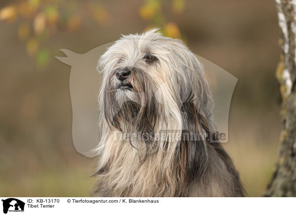 Tibet Terrier / KB-13170