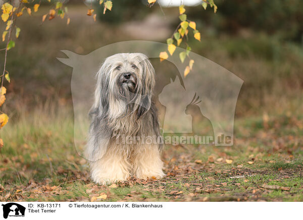 Tibet Terrier / KB-13171