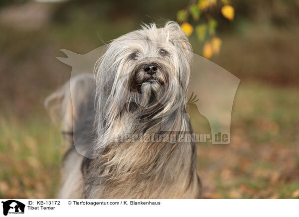 Tibet Terrier / KB-13172