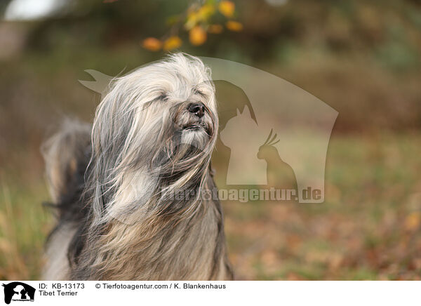 Tibet Terrier / KB-13173