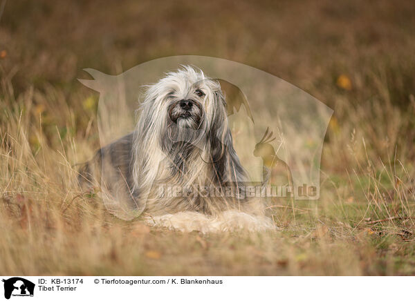 Tibet Terrier / KB-13174