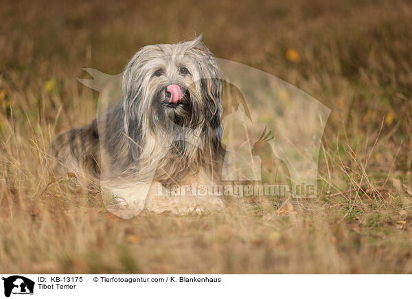 Tibet Terrier / KB-13175