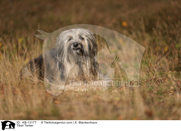 Tibet Terrier / KB-13177