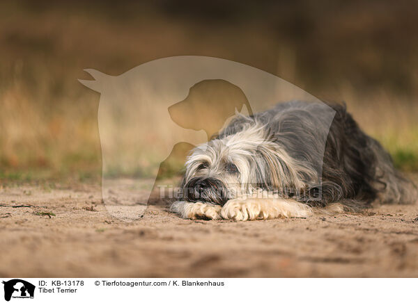 Tibet Terrier / KB-13178