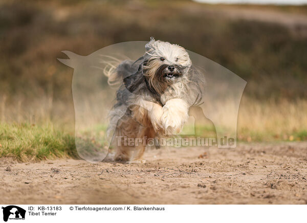 Tibet Terrier / KB-13183