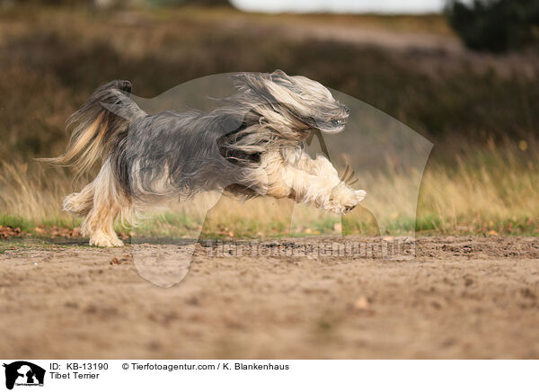 Tibet Terrier / KB-13190