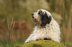 Tibetan Terrier