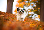 Tibetan Terrier in autumn