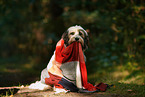 Tibetan Terrier with blanket