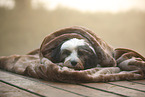 Tibetan Terrier with blanket