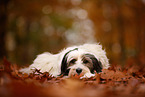 Tibetan Terrier in autumn