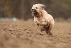 brown Tibetan Terrier
