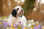 Tibetan Terrier in spring
