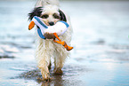 tricolour Tibetan Terrier