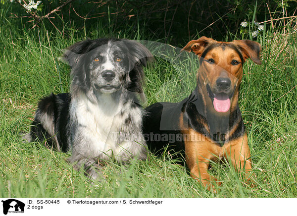 2 dogs / SS-50445