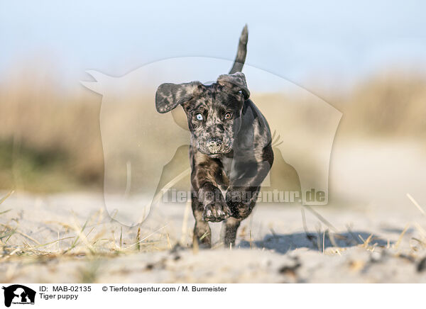Altdeutscher Tiger Welpe / Tiger puppy / MAB-02135