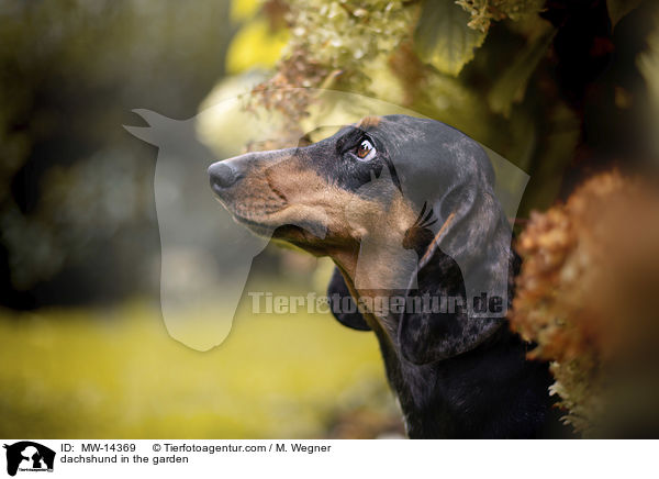 dachshund in the garden / MW-14369