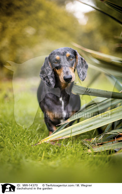 dachshund in the garden / MW-14370