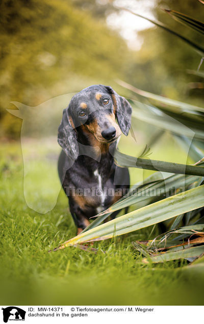 dachshund in the garden / MW-14371