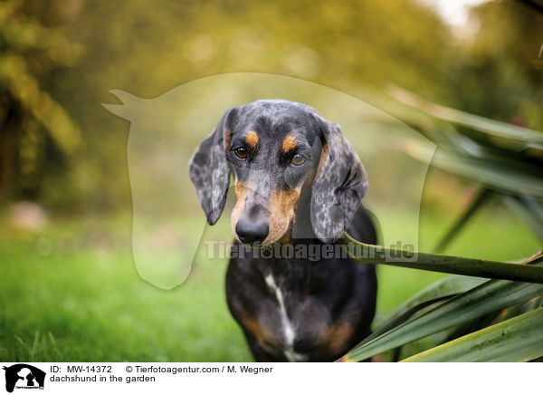 dachshund in the garden / MW-14372