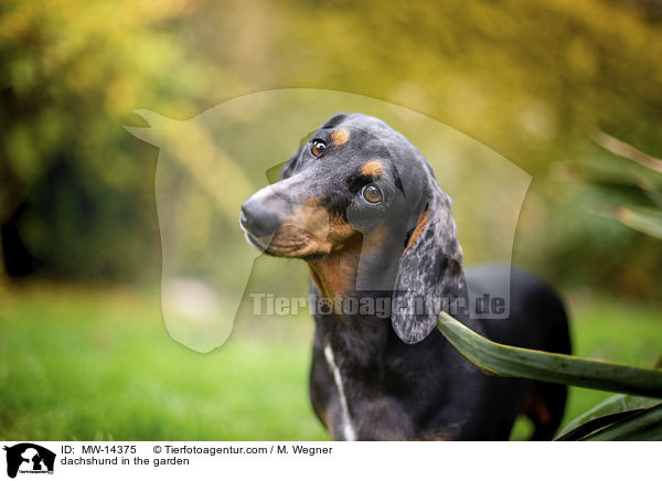 dachshund in the garden / MW-14375