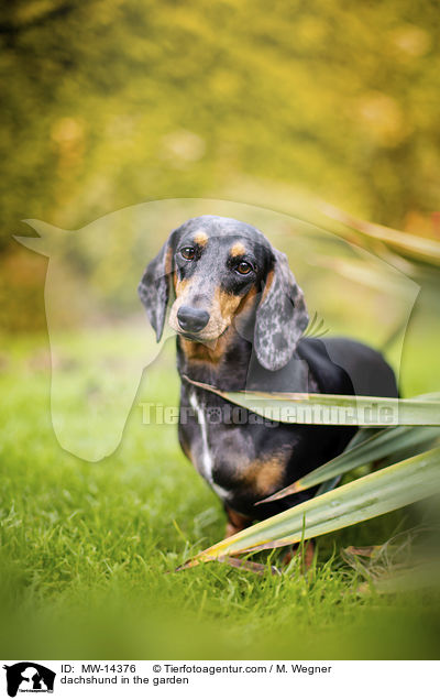 dachshund in the garden / MW-14376