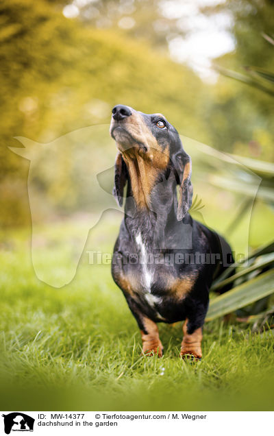 dachshund in the garden / MW-14377