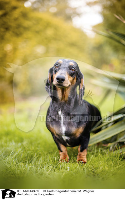 dachshund in the garden / MW-14378