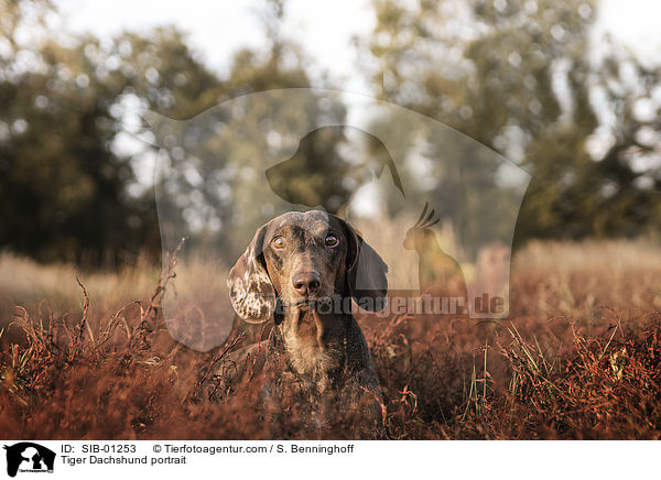 Tiger Dachshund portrait / SIB-01253