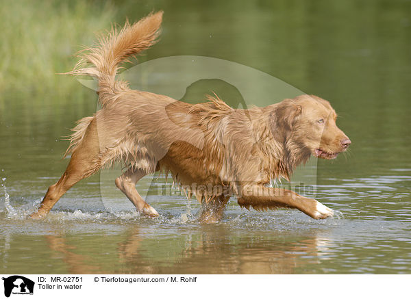 Toller in water / MR-02751