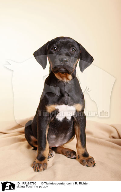 sitting Tosa Inu puppy / RR-25796