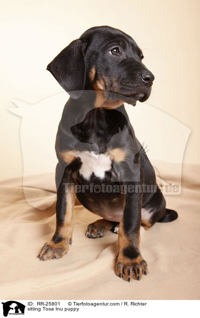 sitting Tosa Inu puppy / RR-25801