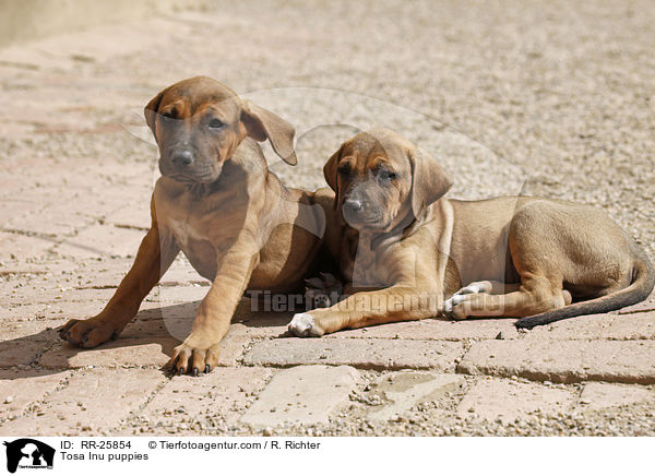 Tosa Inu puppies / RR-25854