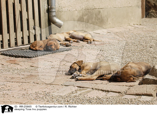 sleeping Tosa Inu puppies / RR-25865