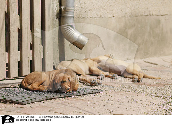 sleeping Tosa Inu puppies / RR-25866