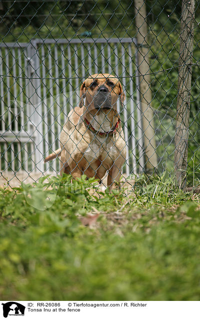 Tonsa Inu at the fence / RR-26086