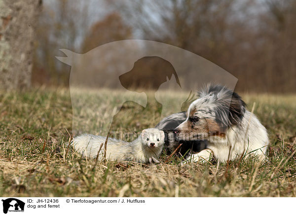 dog and ferret / JH-12436