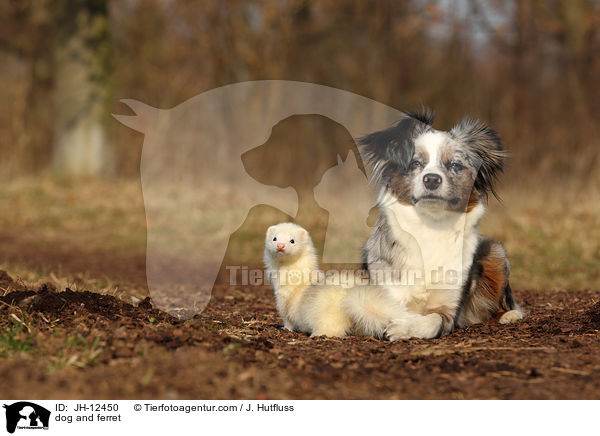 dog and ferret / JH-12450