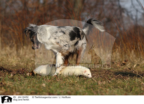dog and ferret / JH-12452