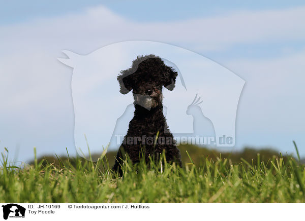 Toy Poodle / JH-10169