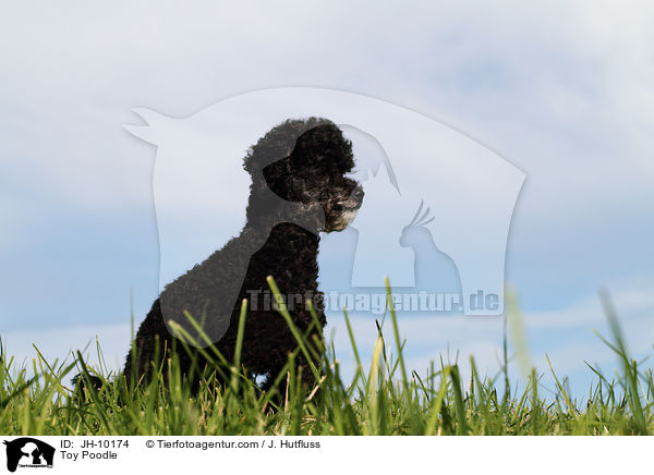 Toy Poodle / JH-10174