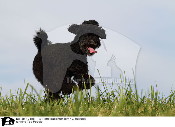 running Toy Poodle / JH-10185