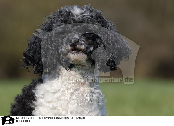 toy poodle / JH-12461