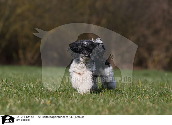 toy poodle / JH-12462