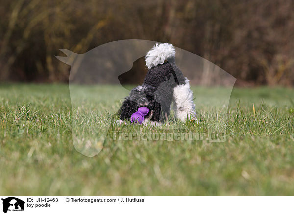 toy poodle / JH-12463