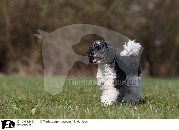 toy poodle / JH-12464