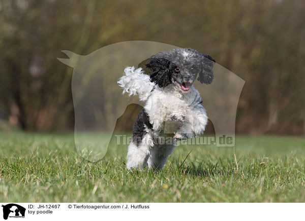 toy poodle / JH-12467
