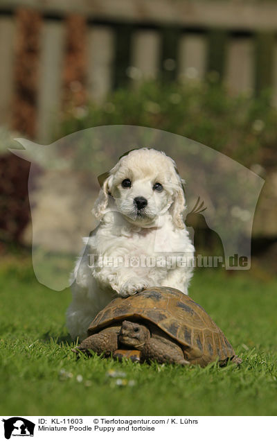 Miniature Poodle Puppy and tortoise / KL-11603