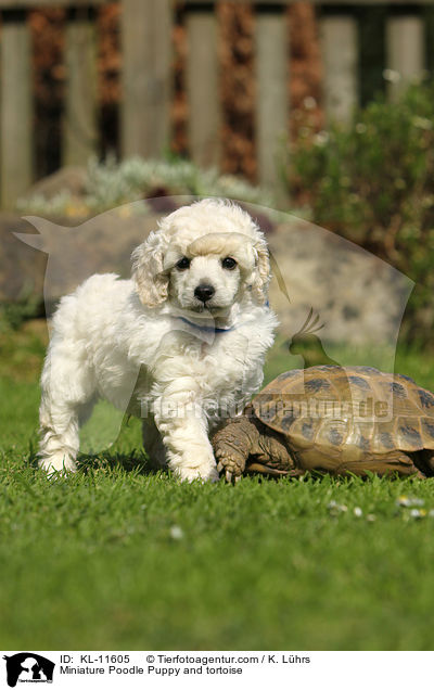 Miniature Poodle Puppy and tortoise / KL-11605