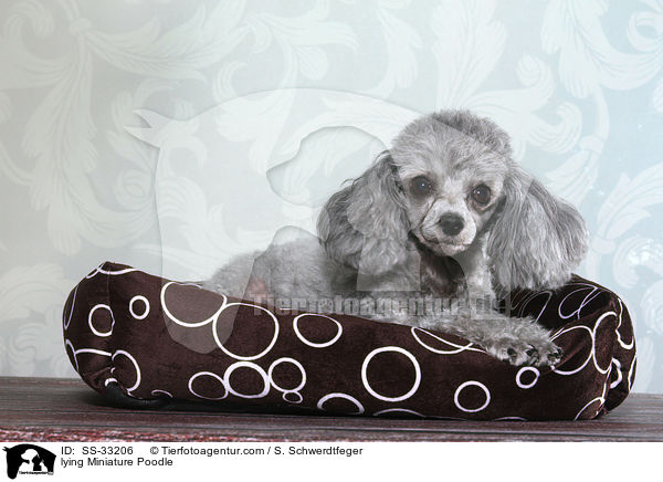 lying Miniature Poodle / SS-33206